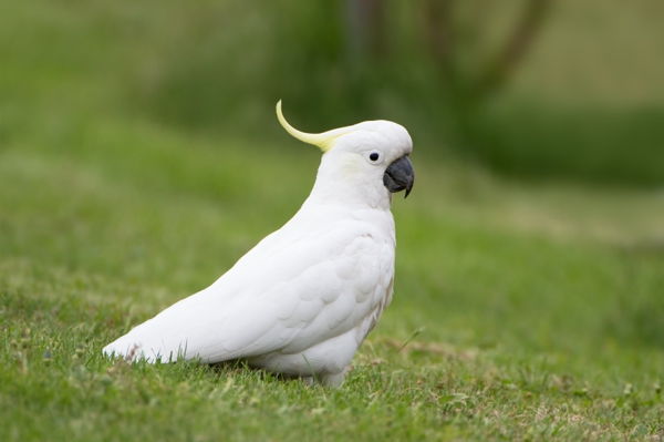 tapety papuga papuga-image-kakadu i bieli