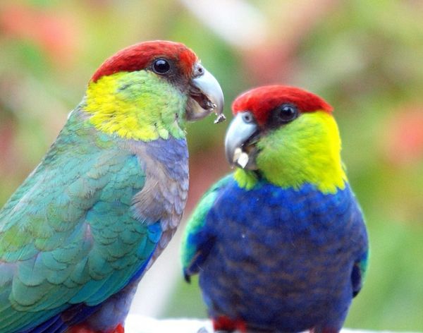 papegaai-papegaai-buy-buy-papegaai-papegaai wallpaper kleurrijke-papegaaivissen