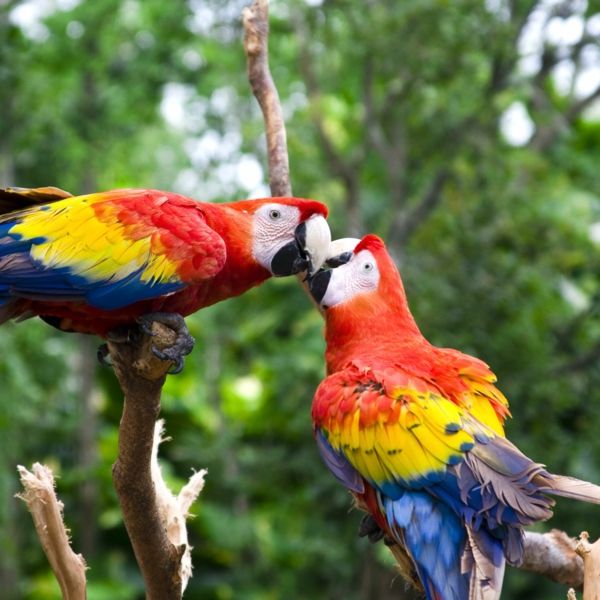 papuga, papuga-buy buy-papuga papugi kolorowe tapety-papuga-ara-papuga