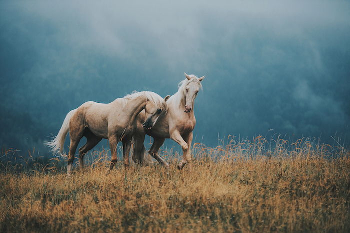 Et annet vakkert hestebilde - her er to brune villhester med blå øyne, en hvit hale og en hvit tett mane - eventyrbilde med hester og et gult gress