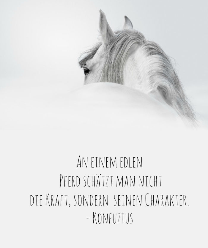 Her finner du et bilde med en stor, hvit hest med svarte øyne og en lang, grå mane, et hestebilde med hest, et sitat fra Confucius