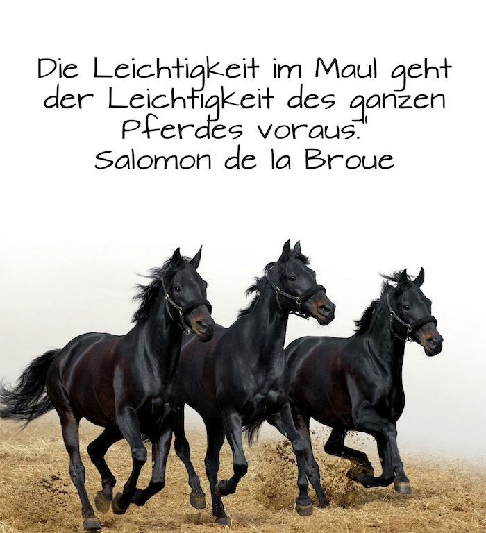 tre løpende hester med svart mane og svarte øyne, bilde med gult gress og med sitat fra salomon de la broue, en kort setning om hestematerialet