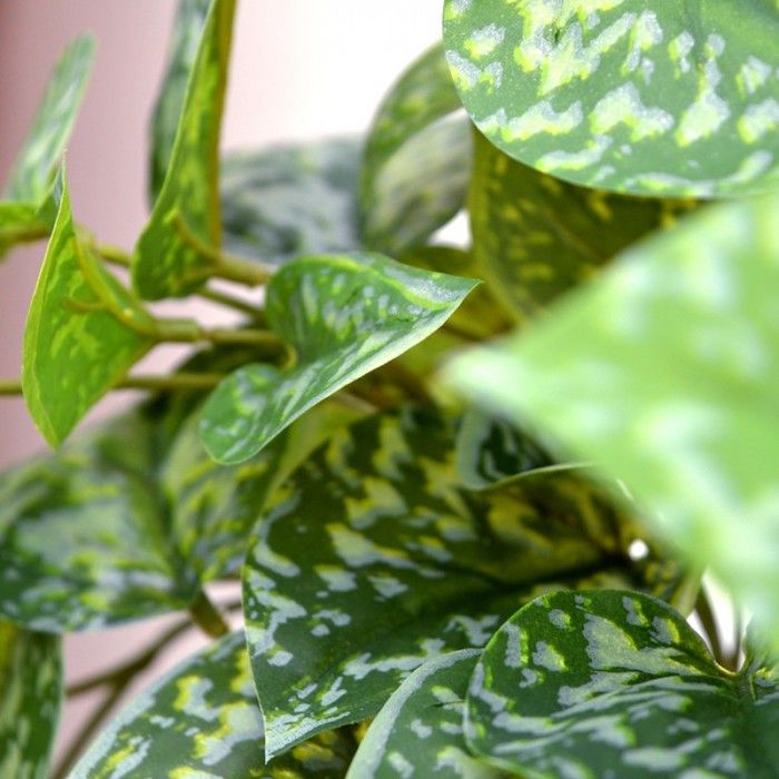 Nedidelės šviesos vidiniai augalai - puikus žalios spalvos lapeliai su dėmėmis balta spalva