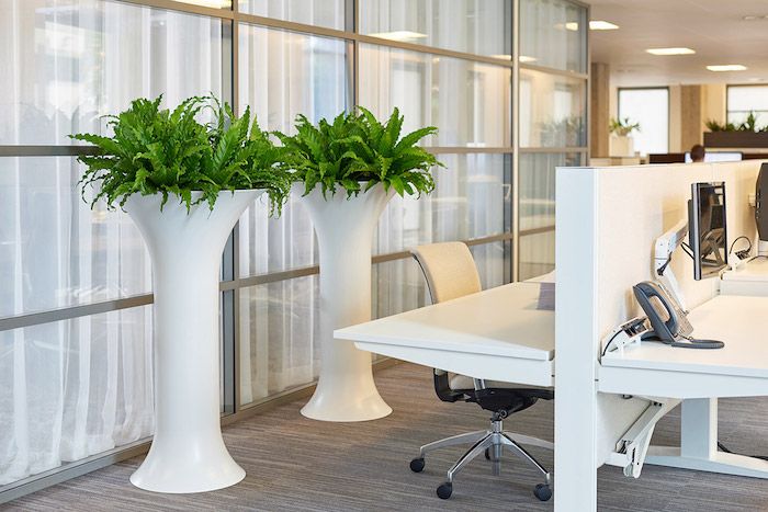 du gėlių puodai, pilni žaliųjų augalų tamsiems kambariams modernus biuras