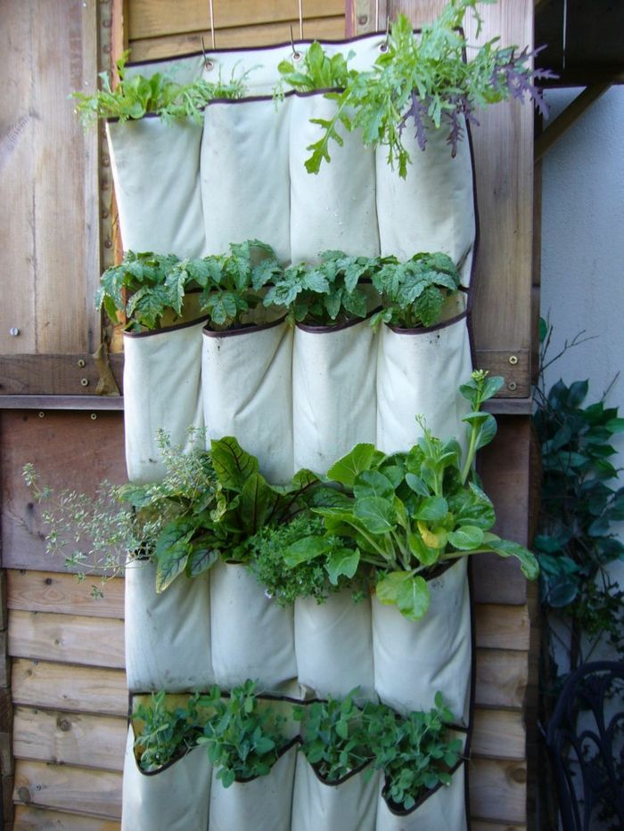 produsul final al ghidului - o grădină verticală pentru a-ți face propriul