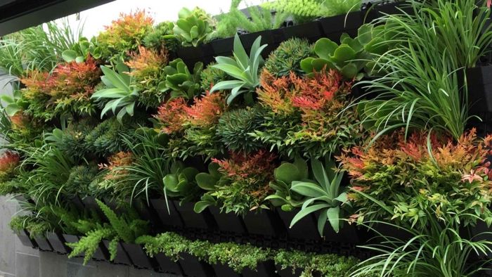 Vertikal hage med eksotiske plantearter i flere forskjellige farger
