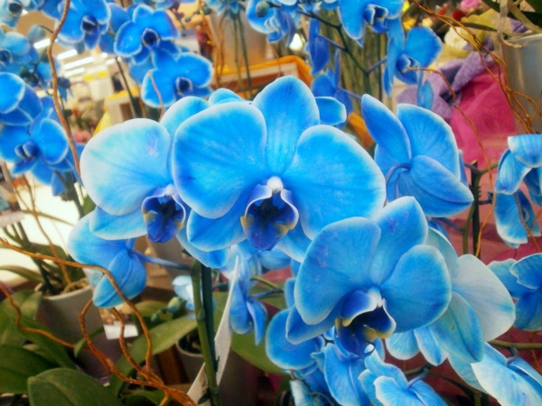 phalaenopsis orkide-in-mavi renkli-orkide bakımı-orkide