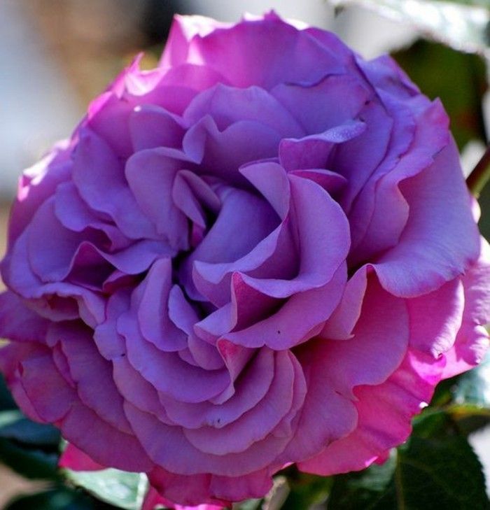 Veličastna rose-v-vijolične barve