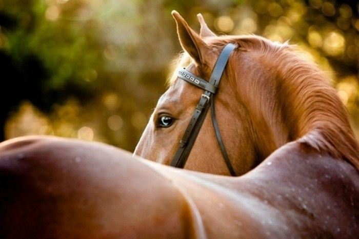 professionele foto-mooie-horse-bruin-glanzende