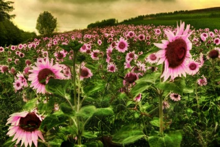 Saulėgrąžų Paveikslų nuostabiai-žavi foto-meno rausvos gėlės