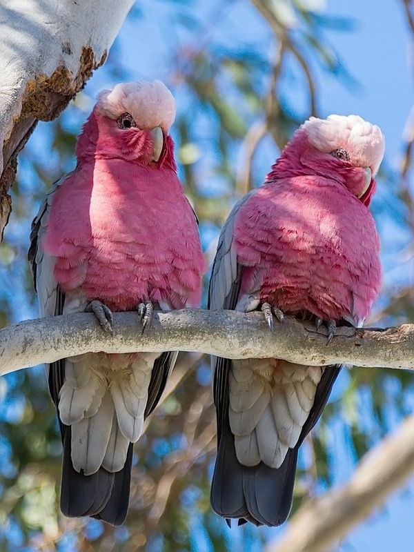 Pink Parrot-grote-papegaai Kleurrijke Papegaai Parrot wallpaper papegaai wallpaper