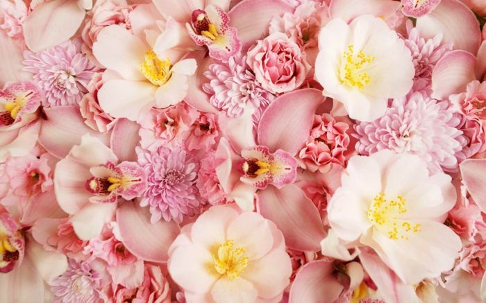ružové kvety, orchidey a chryzantémy, zoznam kvetov od A po Z, obrázky a informácie o kvetoch