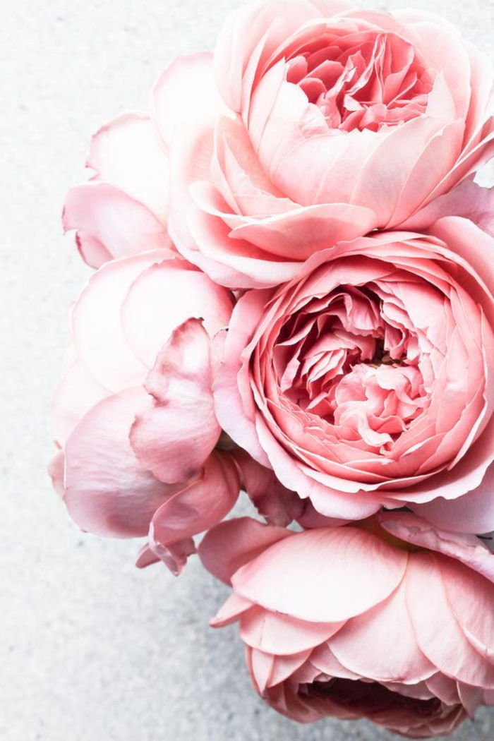 rožinės peonijos, tapetai gėlių mėgėjams, pažinti gėlių pasaulį