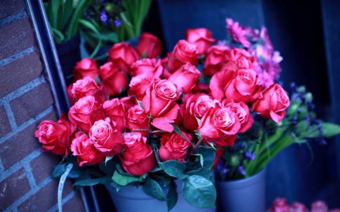 Puokštė rožių, rožių padovanoti, raudonos gėlės, puiki dovana brangiai žmonai