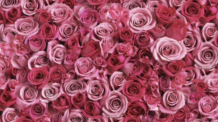 Rožė - karalienė tarp gėlių, gražūs tapetai su gėlėmis, puikus gėlių pasaulis