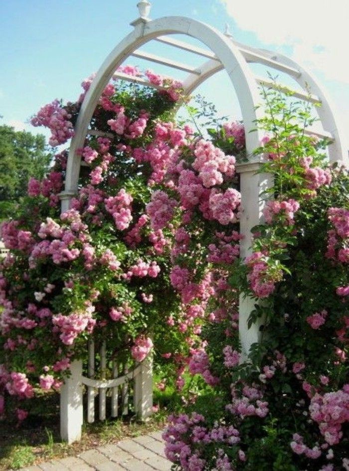 rose lok-za-vratnih vrtnic