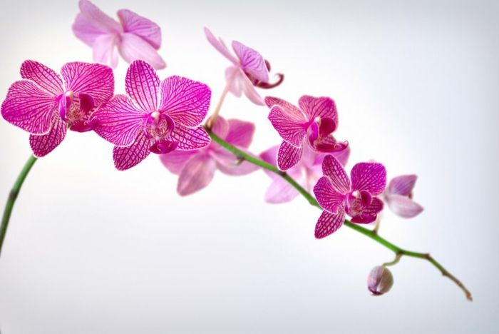 ružovými Orhideen druhy-bielo-pozadia