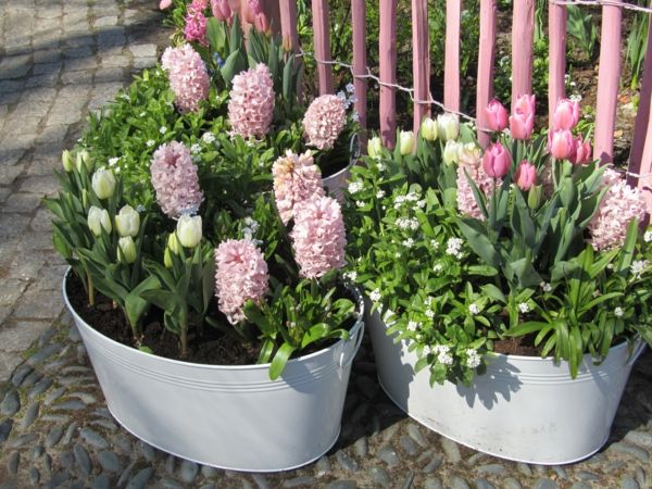 ružové kvety-by-the-záhradné krásne pôsobiacich