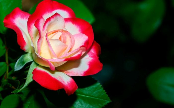 červeno-bielu ružu, kráľovnú medzi kvetinami, spoznávanie kvetinového sveta, nádherné obrázky na tému kvetov