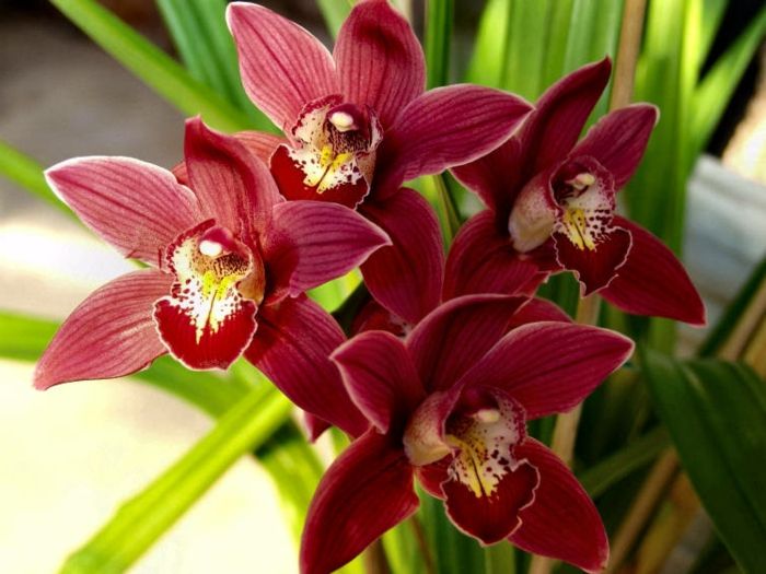 druhy červených Orhideen