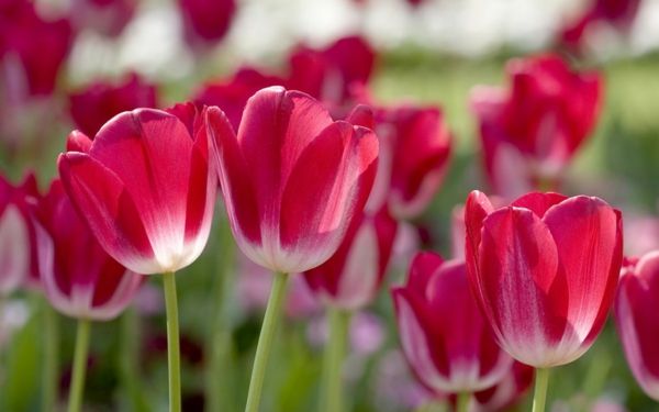 Tulip-the-buy-lalea-lalea-in-amsterdam-lalea Wallpaper rote_fruhlingblume lalea-plantare