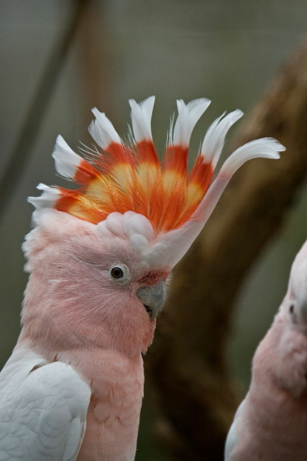 sweet-papegaai-pink-kaketoe-papegaai wallpaper