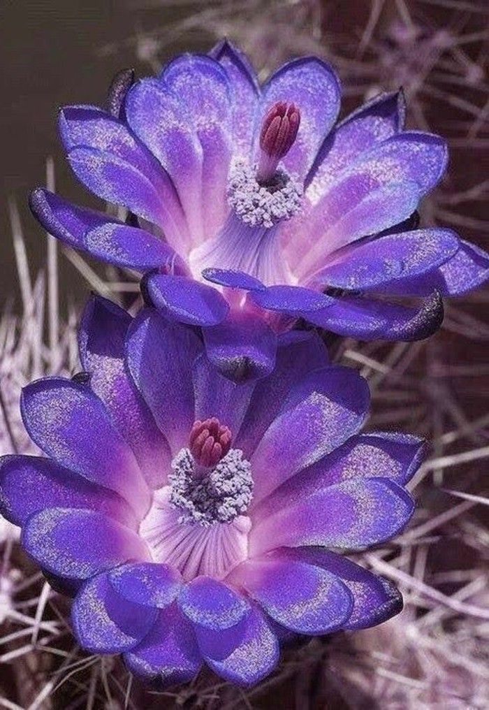 sladko Foto-cvetoči kaktus-v-vijolična
