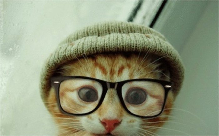 Søt kattunge hornbrille-strikket lue-hipster-stil morsomt bilde