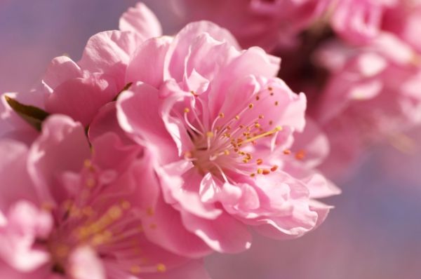 -roz-sakura floare-moi încețoșate-luminos-primăvară-flori-macro