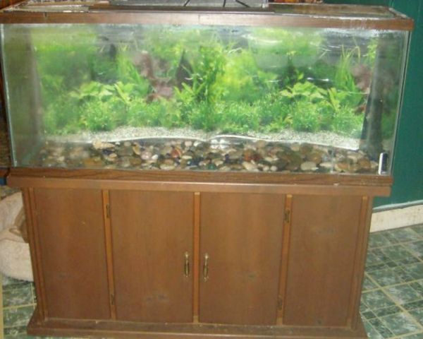 slané akvárium s kabinetom zelené riasy