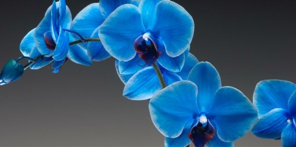 sapphire_orchidee bakım-Çiçek Deco mavi orkide-deco