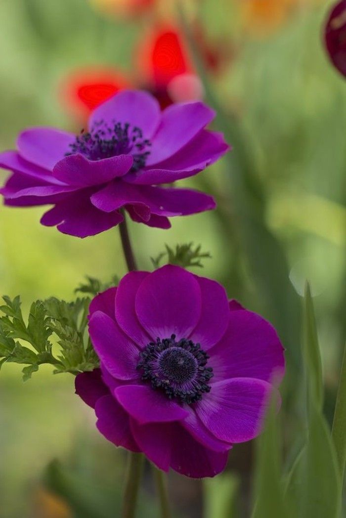 vakre vårblomster bilder lilla anemone-in-box