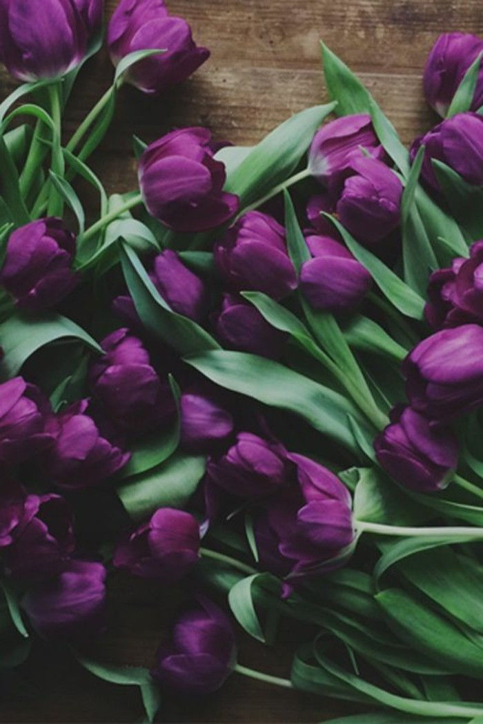 vakker komposisjon-of-lilla-tulipaner