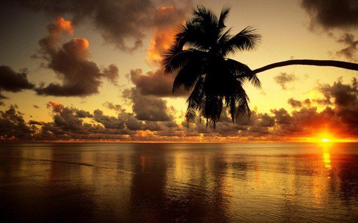vakre tapeter med sol-sunset-og-palm