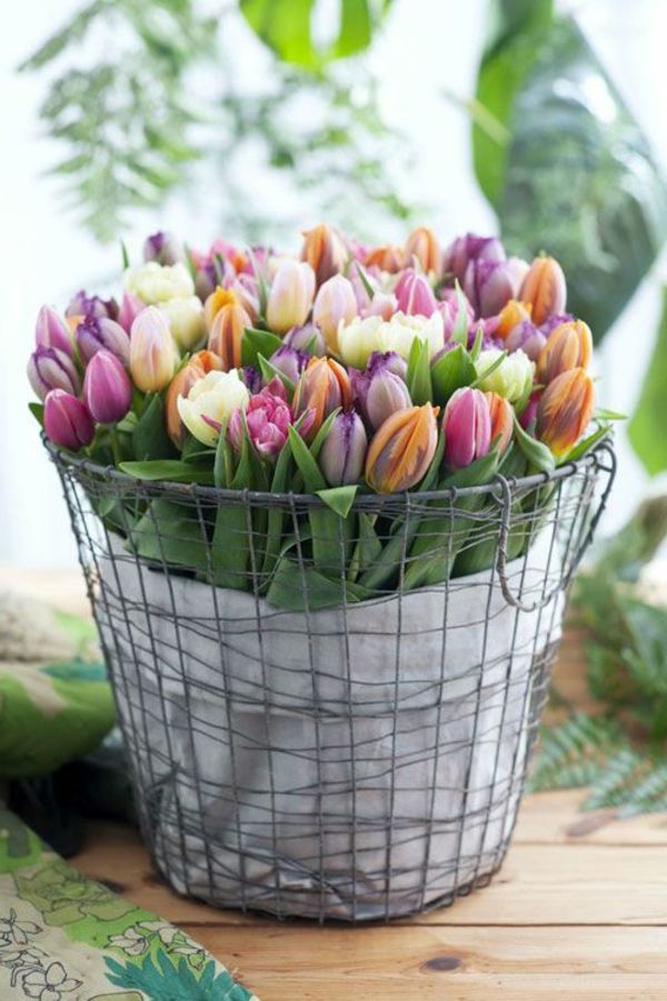 Buy-tapetul tapet lalea-plantă-lalea-lalea-in-amsterdam-lalea tulip-- frumos