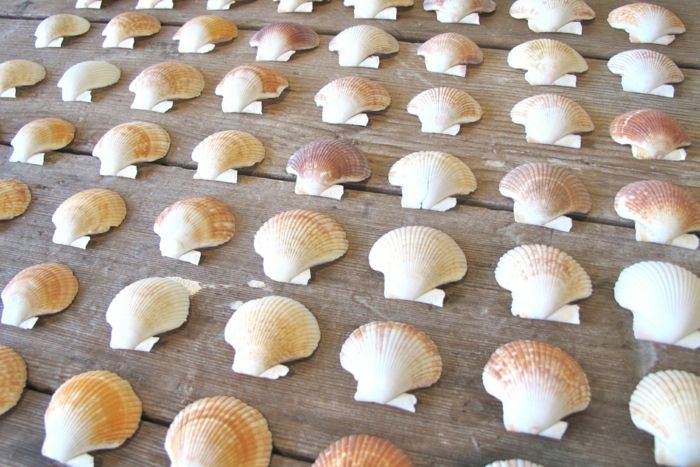 Seashore hemma skapa bra idé shells som dekoration för kruka först arrangera skal