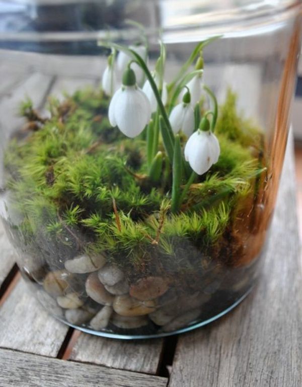 rastlina Galanthus nivalis-Amaryllis-snow-white-flower-- krásny deco