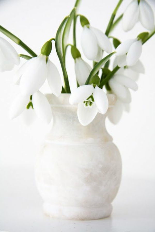 Krásna-dekorácie-of-snežienky Galanthus-the-first-kvety-des-rok-sneh-biele kvety