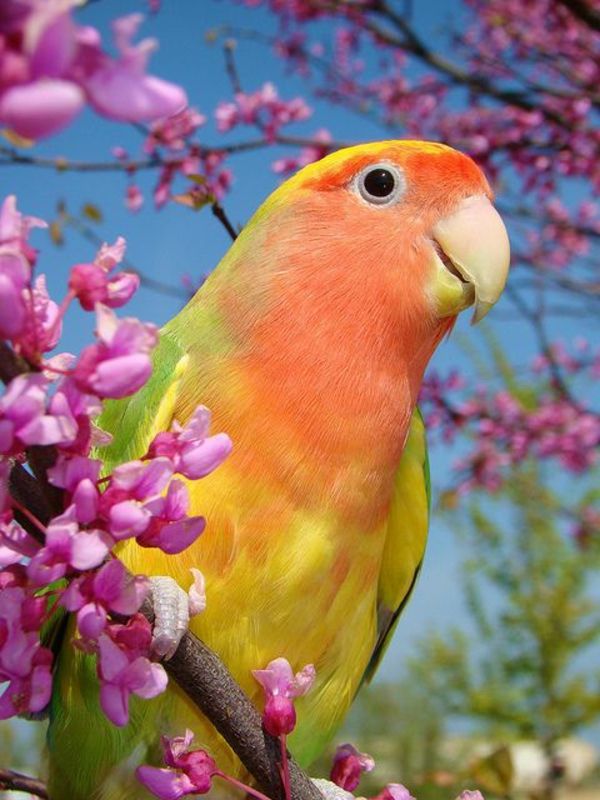 mooie Parrot Kleurrijke Parrot Parrot wallpaper papegaai wallpaper