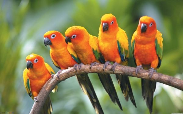 -Piękny-papuga Kolorowe Parrot Parrot Parrot tapety tapety