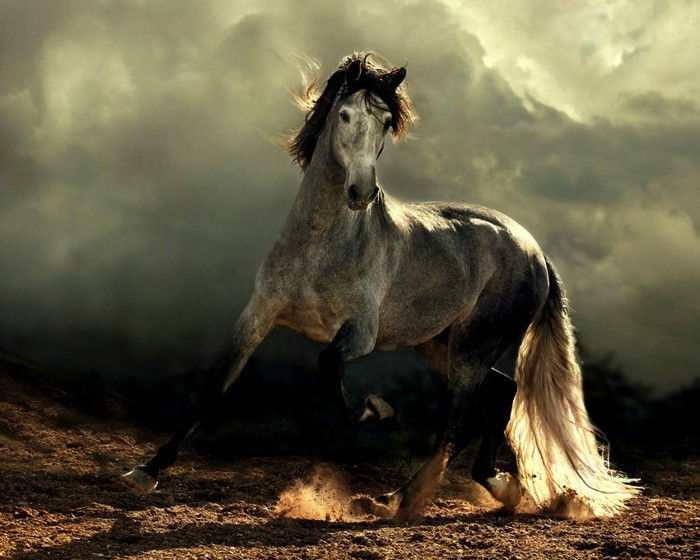 mooi paard wallpaper Arabische paard-en-één-Background