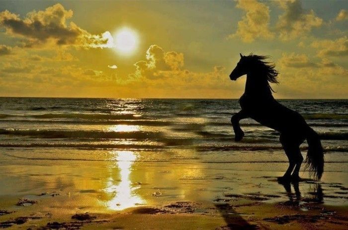 mooi paard wallpaper bij zonsondergang-unieke illustratie