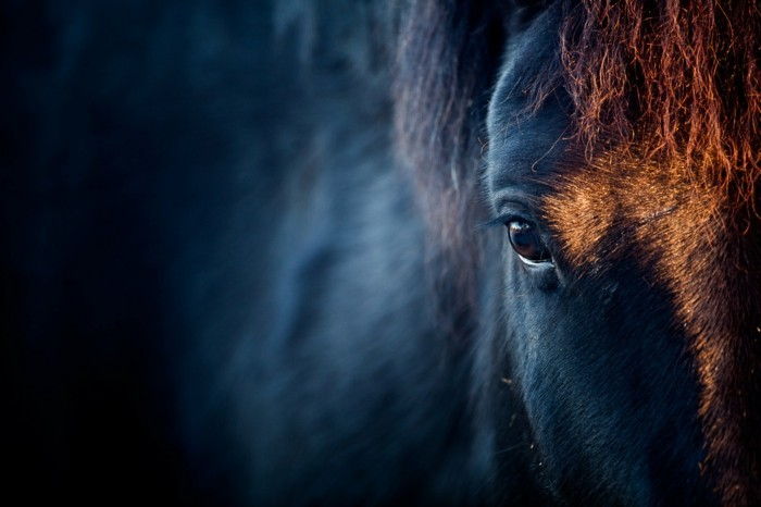 vakker-hest-bilder-the-beauty-of-wild-humaniora