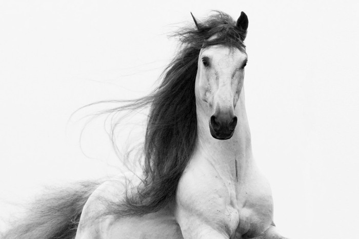 vakker hest tapetsere en frihets symboliserer-hest