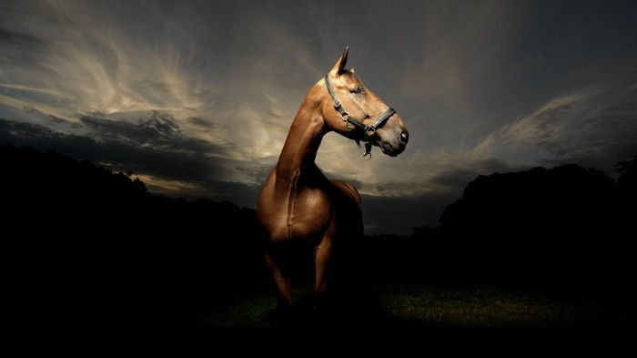 vacker-hästbilder-a-fancy-häst