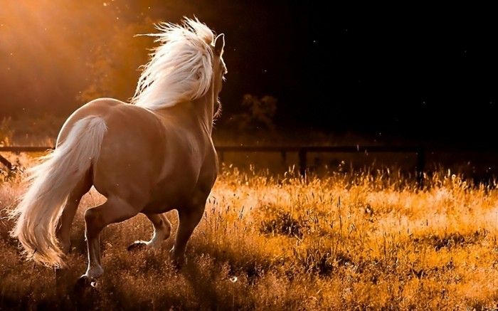 vacker-hästbilder-a-wild-häst