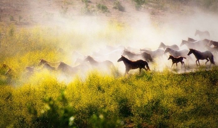 vacker-hästbilder-a-wild-besättning