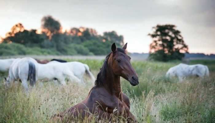 vacker-hästbilder-a-dream-häst