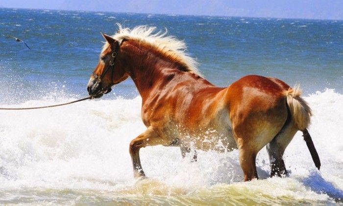 mooi paard wallpaper prachtige tier-in-water