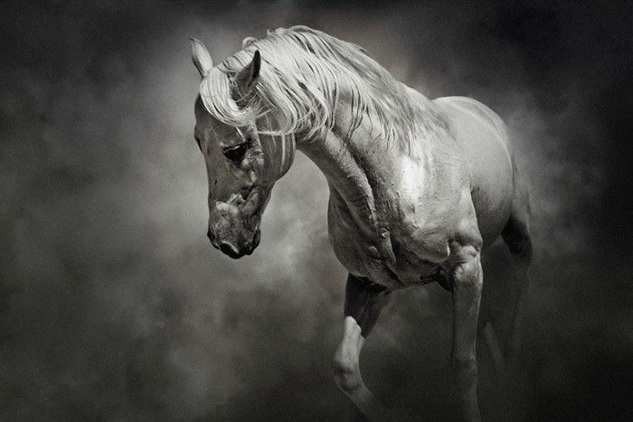 vacker häst-wallpaper-här-nor-a-fancy-häst bild